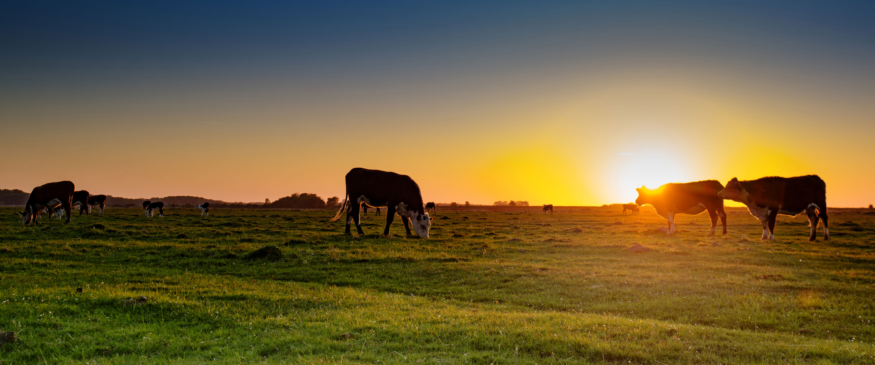 Cows in a field at sunset